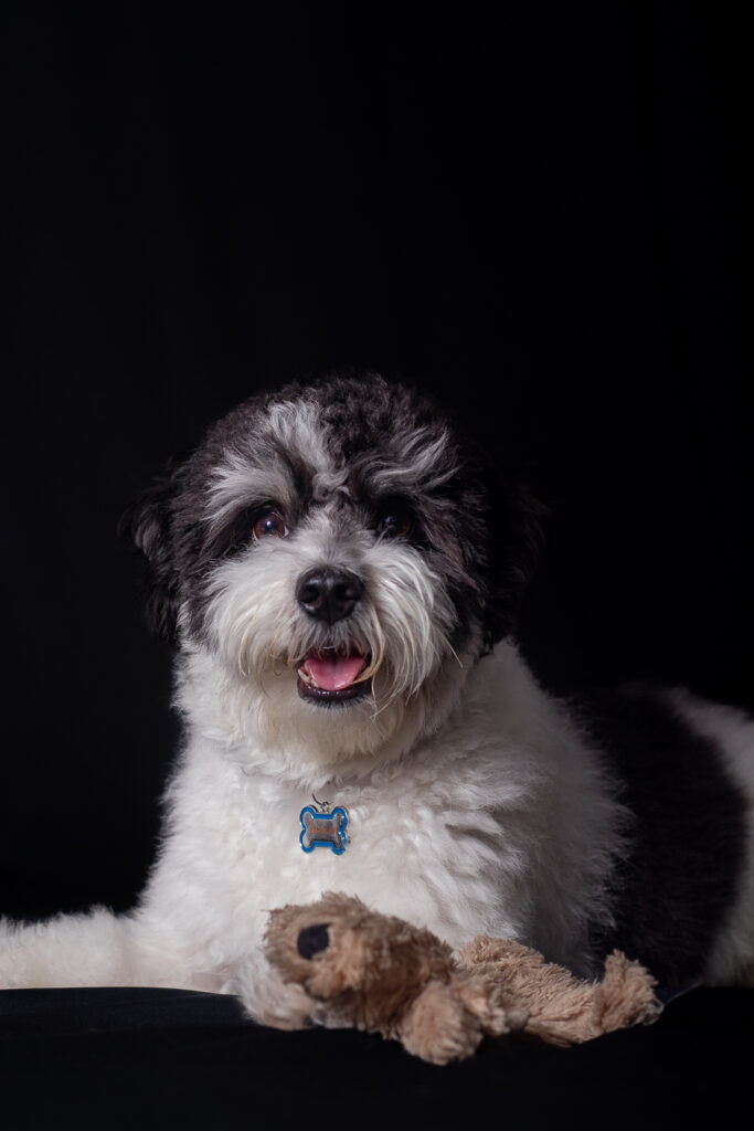 Kathy mascotas-8399