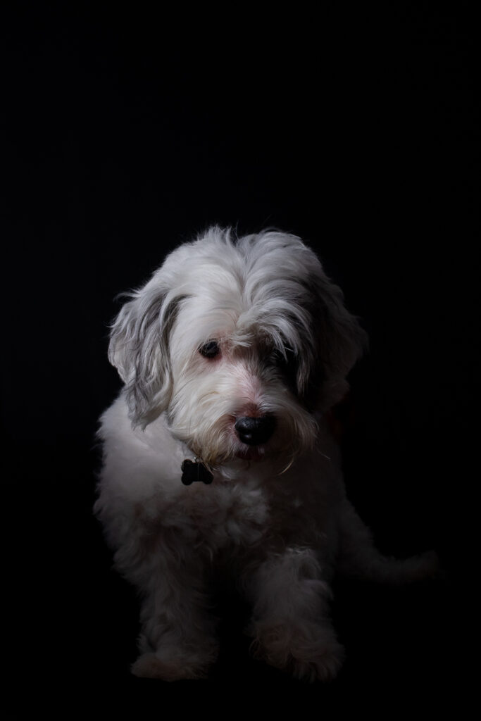 Kathy mascotas-8457